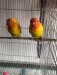 Yellow Fisher Love Birds Sell ( Running Pair )